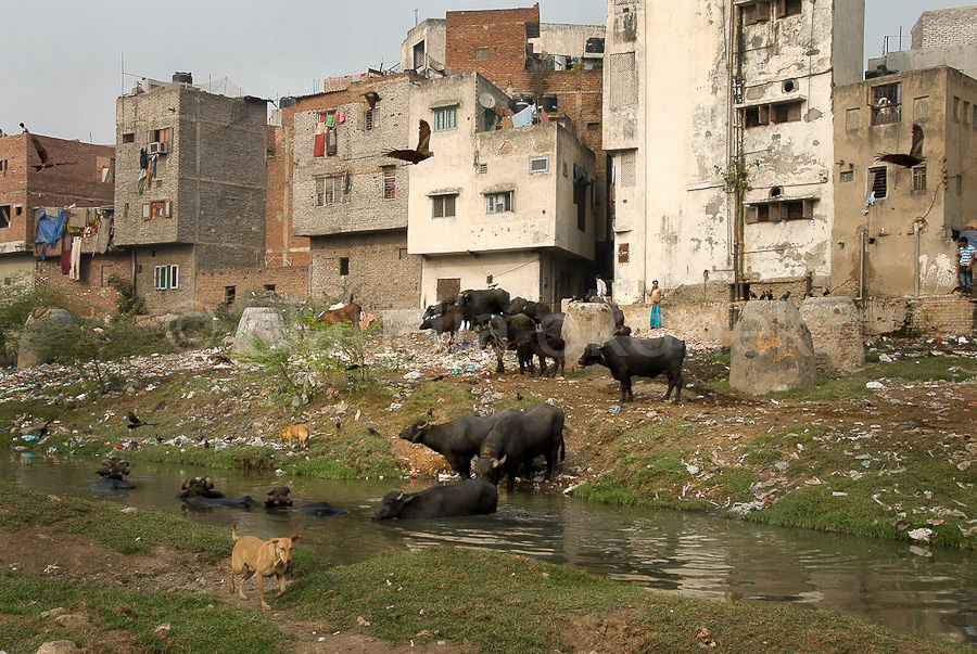 Rückseite eines Slums. Hier ist der Fluss noch sauber, die Wasserbüffel werden an den Fluss geführt.