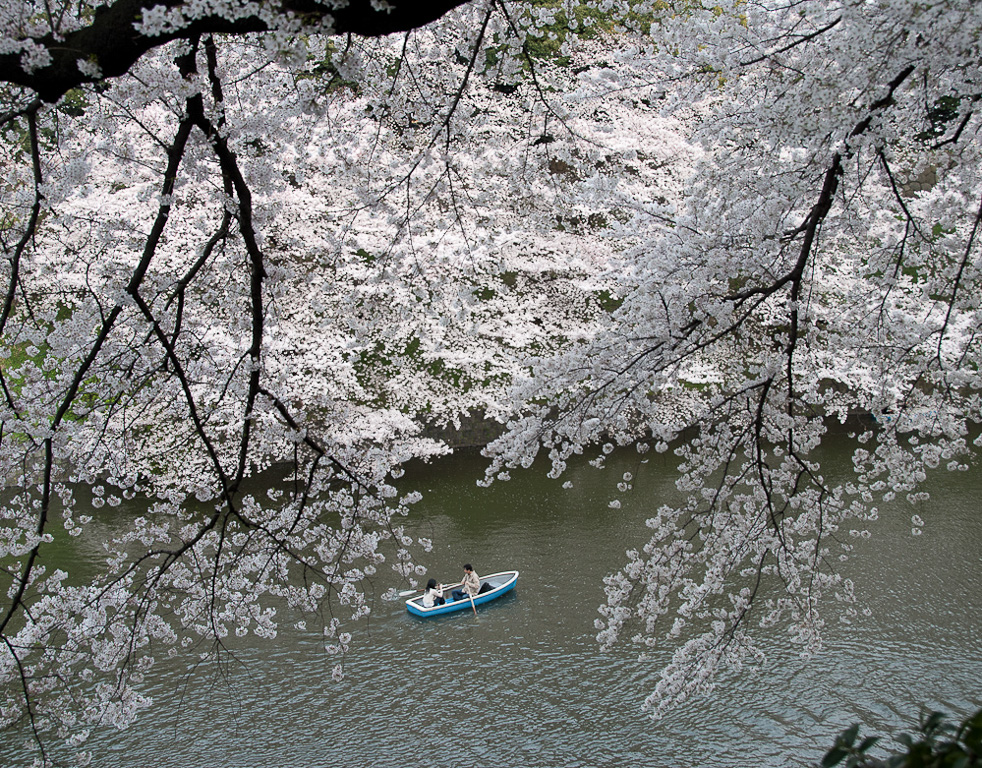 Kitanomaru Koen, Wehrgraben zur Kirschblüte.
