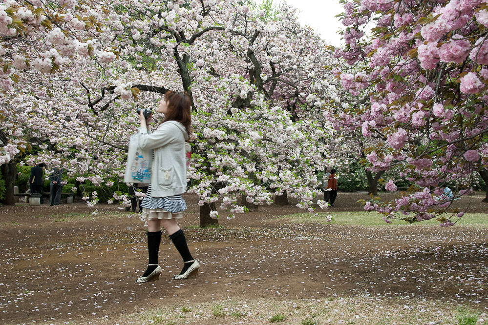Shinjuku Gyoen, National Park im Frühling zur Kirschblüte.