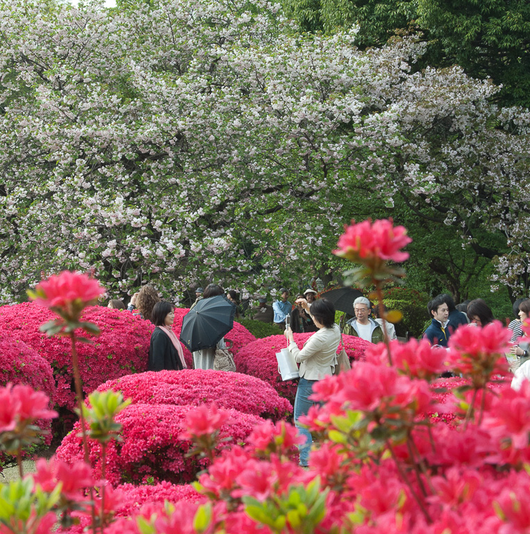 Die Besucher des Parks können in das Blütenmeer eintauchen.