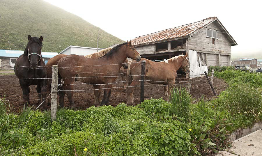 Arbeitspferde für das umstrittene Ban‘ei Keiba Pferderennen. Die Pferde scheinen auf dieser Koppel wenig Pflege zu bekommen. Sie stehen knöcheltief im Morast.