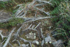 <h1/><b></h1></b><br><br>An den steilen Hängen des Kratersees Shinonome haben sich die aufgebrochenen Felsspalten mit Ablagerungen gefüllt. <br>Herbei gewehte Samen wurden zu Pflanzen, Vergehendes wurde zu einer Schicht aus Humus. Im Wachsen verbinden die Wurzeln die Zwischenräume, halten die Felsbrocken.<br> Aus der nackten Felslandschaft wurde ein fruchtbarer Wald.<br><br>